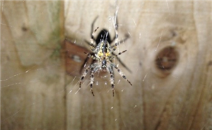 Best App to Spy Phone