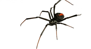 Spy Apps for Windows 10