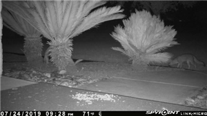 Truth Spy App for Iphone