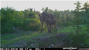 Hoverwatch Snapchat Spy App