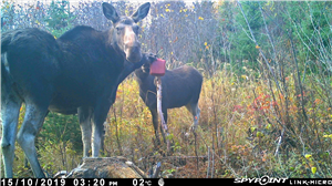 Mspy Snapchat Spy App